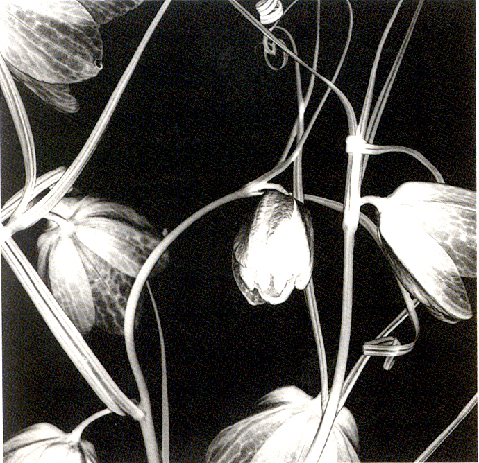 Amanda Means, Fritillaria 7, 1998. Gelatin silver print. Courtesy of Ricco/Maresca Gallery, New York.